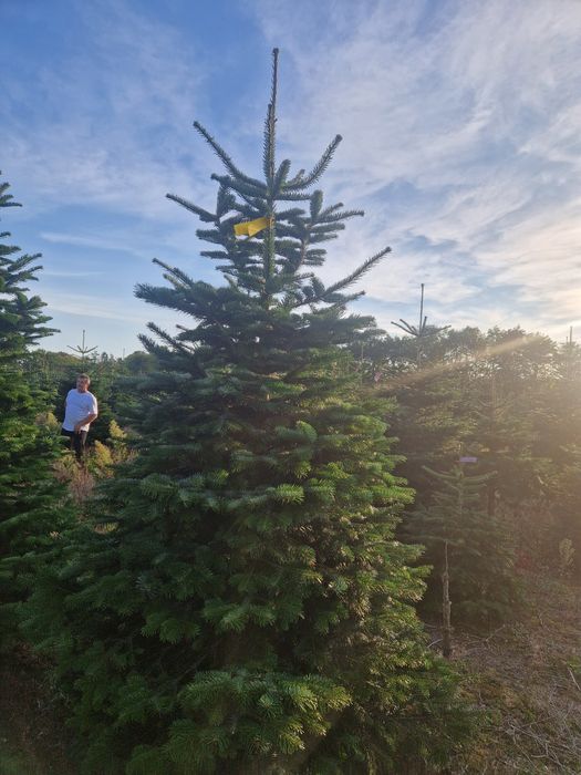 Jodła Kaukaska jodla - choinki | Największy Importer z Dani
