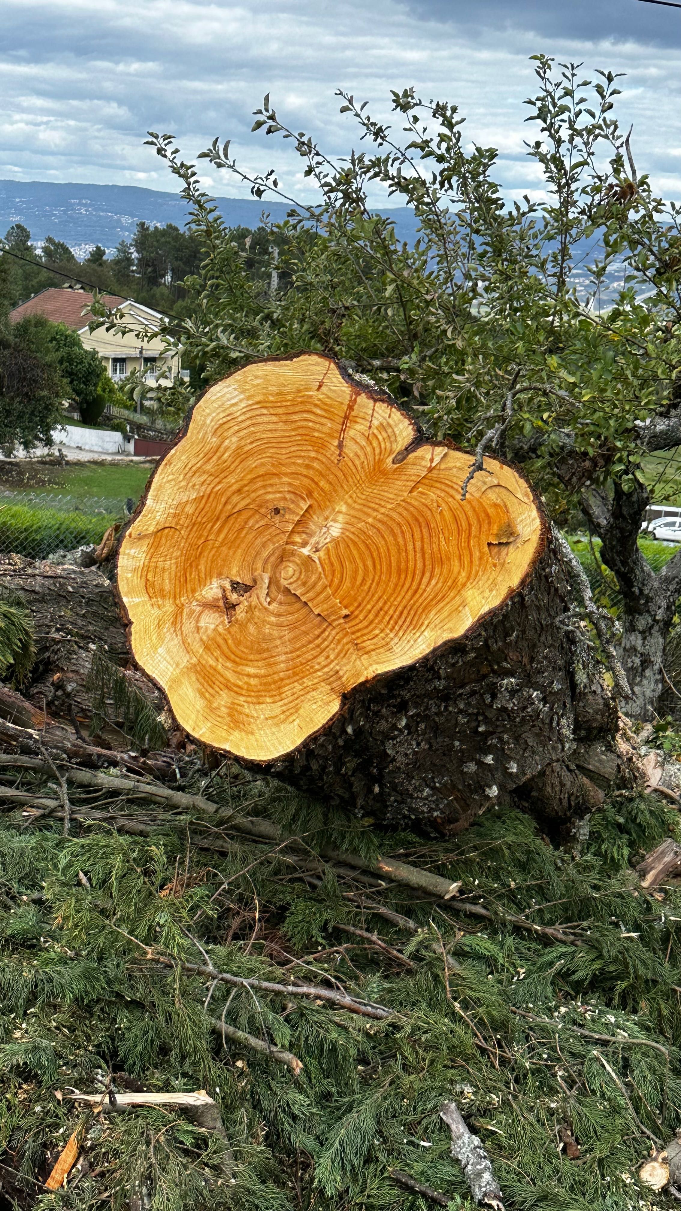 Tronco de Cedro (madeira)