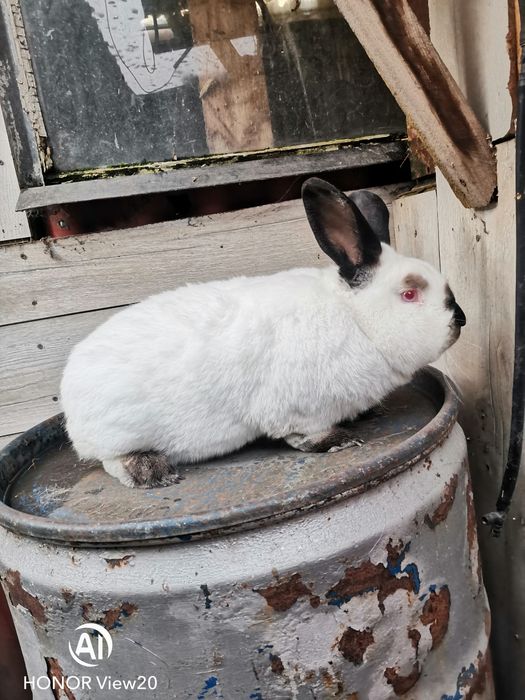 Kaliforniijski czarny