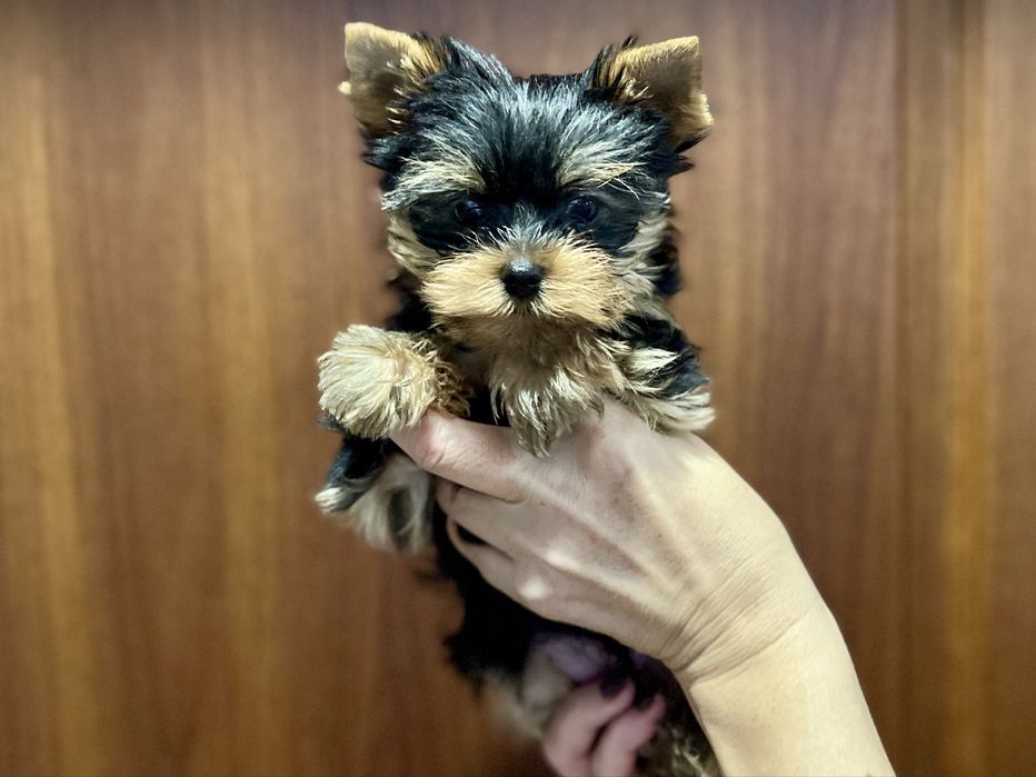 Щенки йоркширского терьера