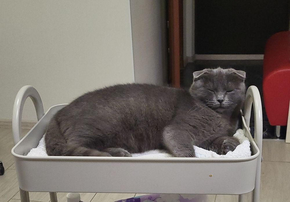 Котёнок шотландская вислоухая возраст 6-7 месяцев  ищет семью