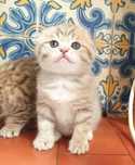 Gatinho scottish fold