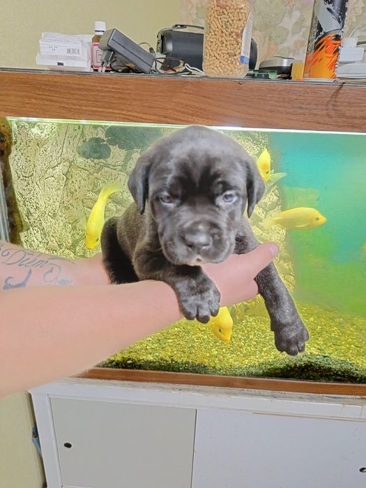 Цуценята Кане Корсо