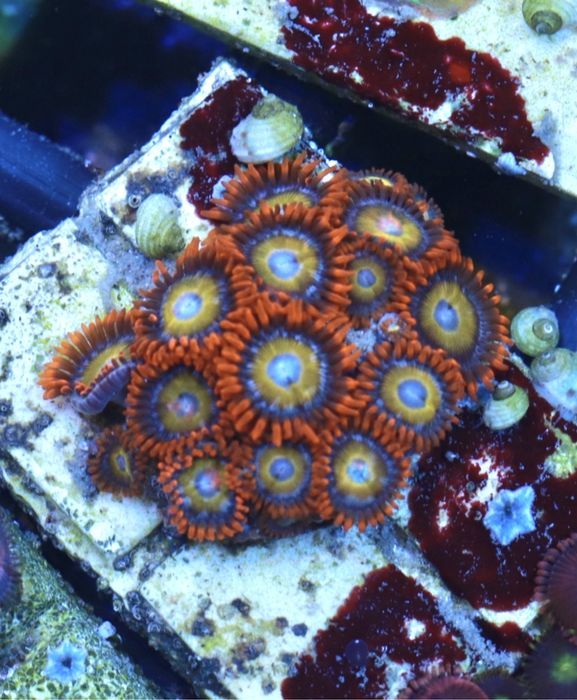 Zoanthus Blondies koralowc FLUOLAMPS WYSYLKI