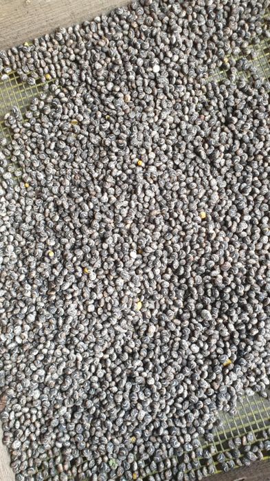 Łubin żółty szerokolistny