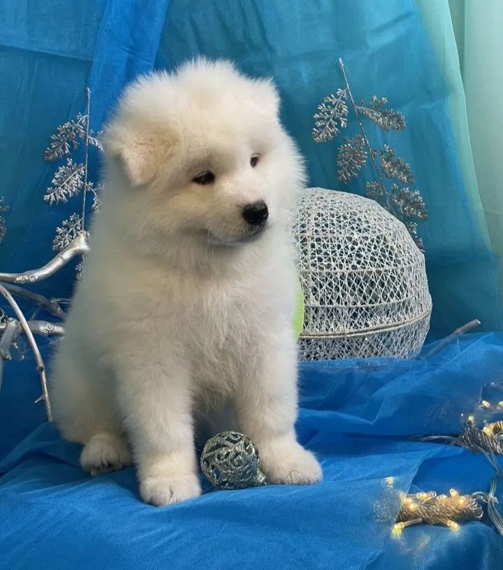 Szczeniak Samoyed Samojed odbiór i rezerwacja