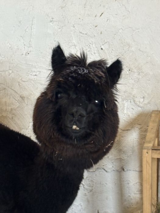 Urodziny, Warsztaty, Alpaki, Spotkania z naturą