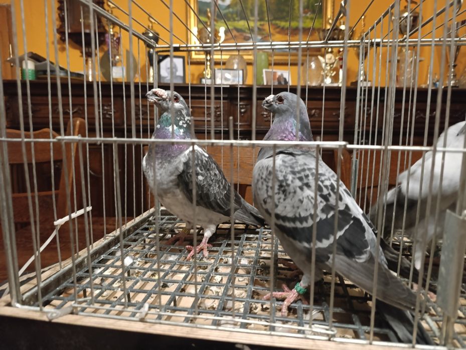 Dragon, dragony, wysyłam, gołębie ozdobne