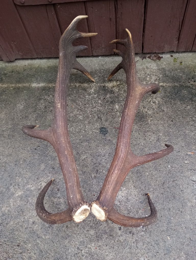 Poroże jelenia - para 18-tak 6 kg