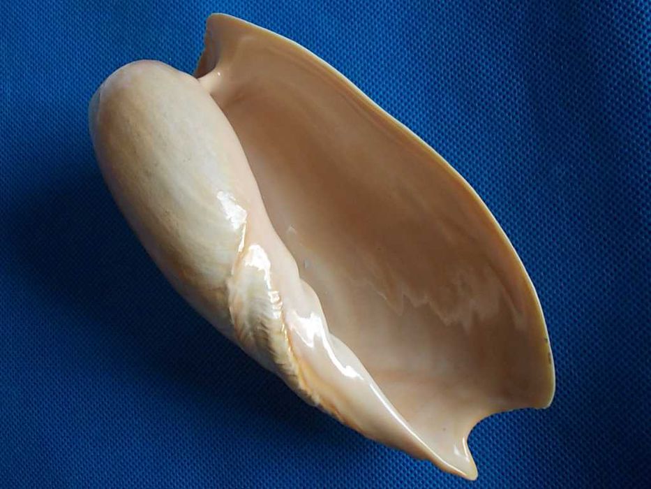 Muszle morskie- Cymbium marmoratum