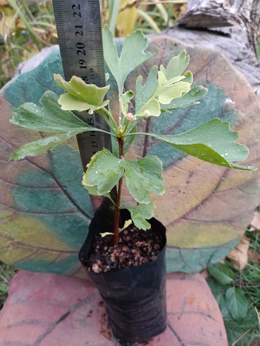 Гінкго білоба. Декоративні дерева. Саджанці