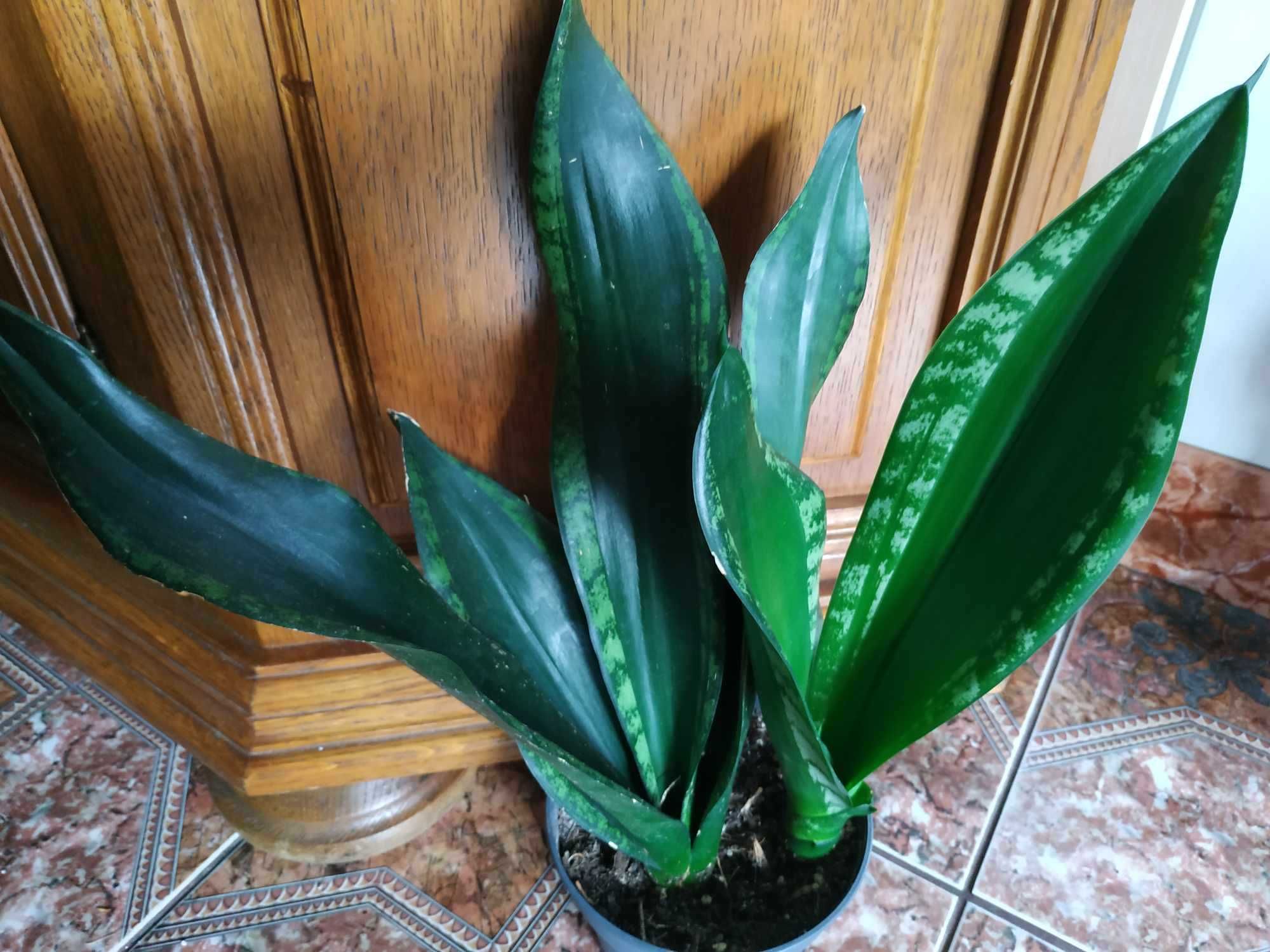 Sansevieria Whitney. Sansewieria. Roślina doniczkowa.