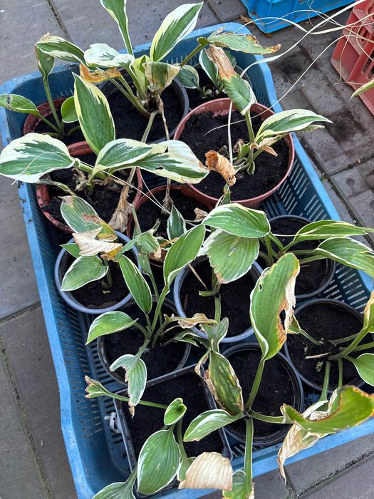 Hosta/ funkie sadzonki