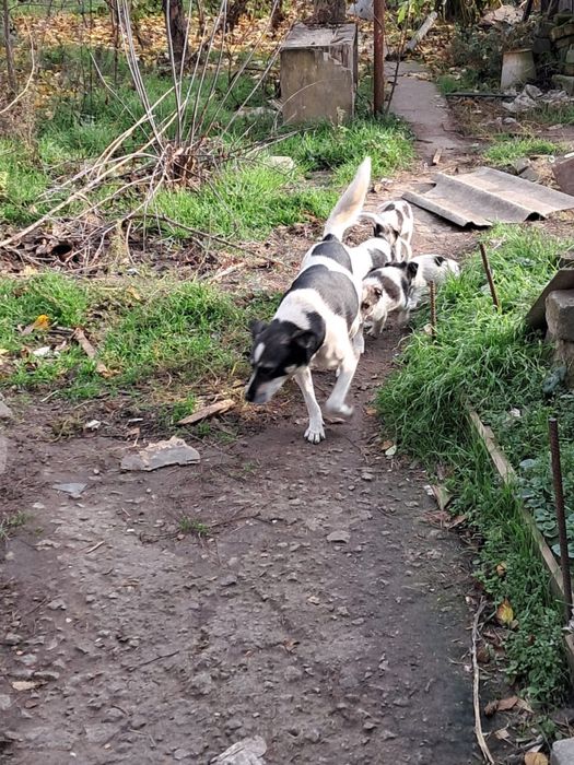 Віддамо цуценят в добрі руки