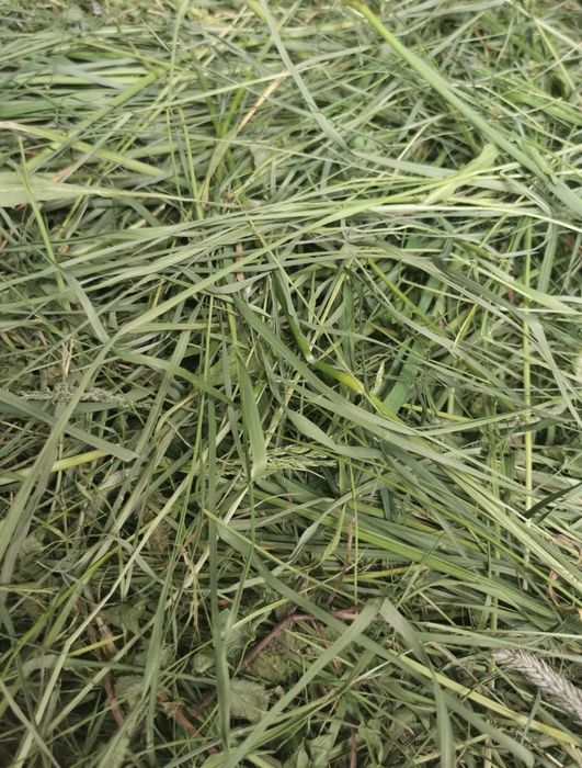 Siano dla królików i gryzoni 5 kg plus gratis