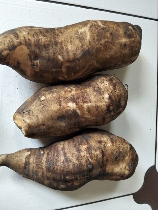 Vende-se batata yacon