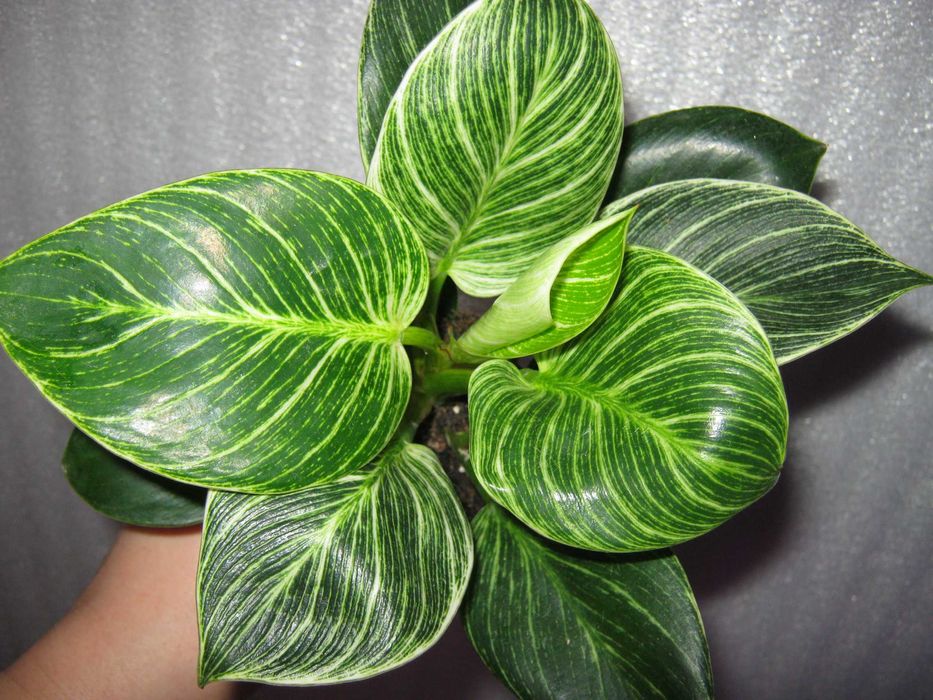 Филодендрон биркин яркая генетика кустики с отличными корнями от 50грн