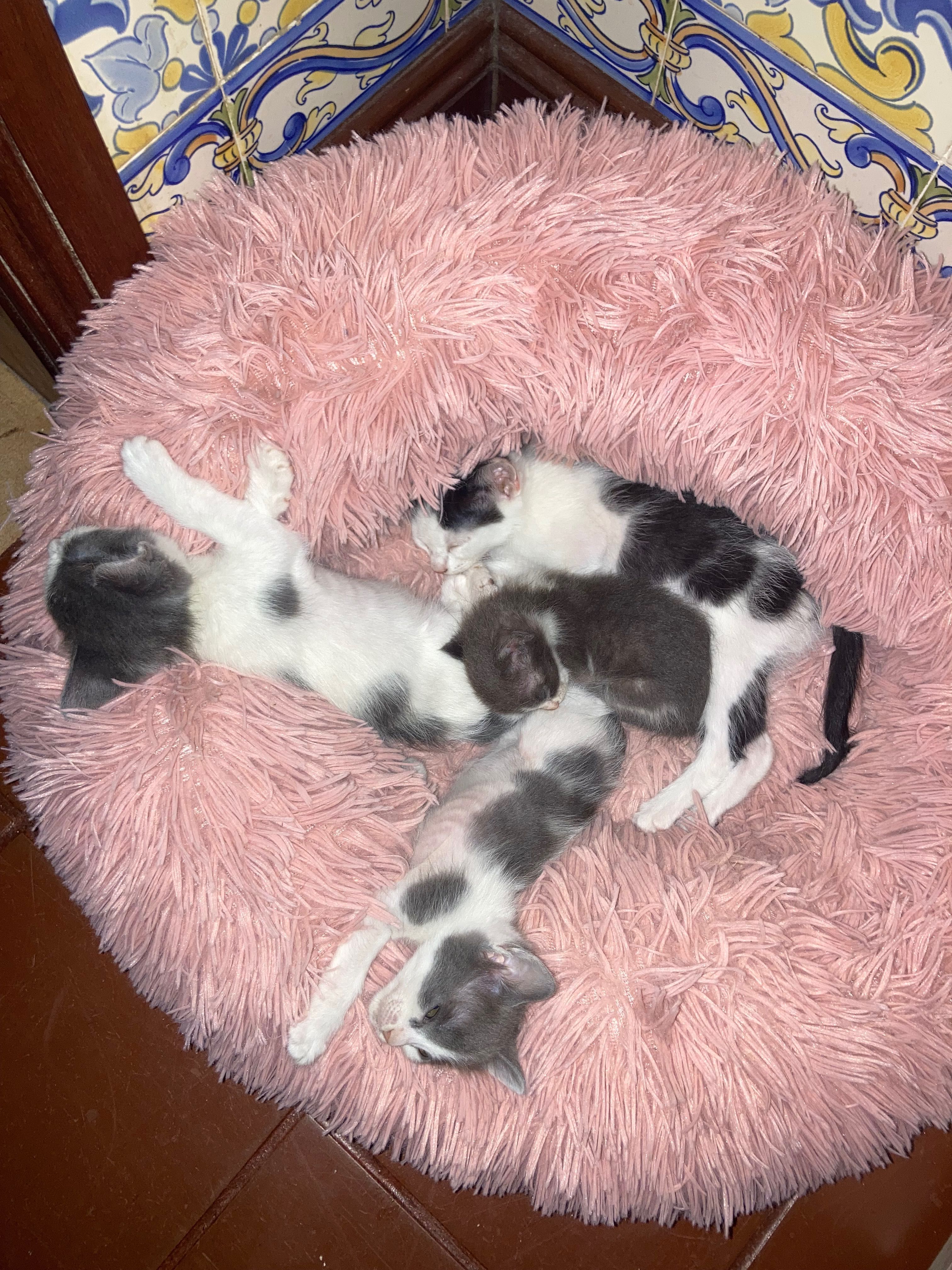 Gatinhos para dar