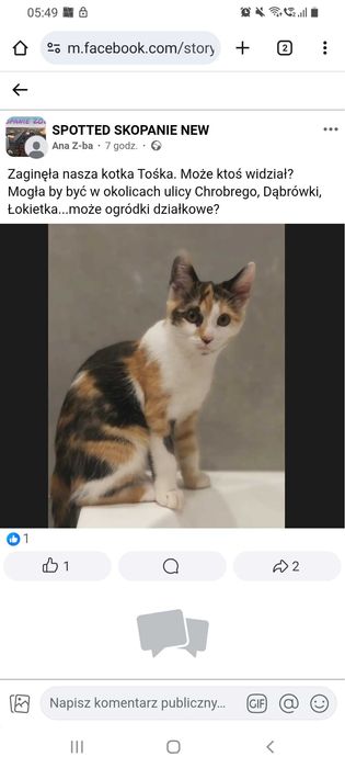 Zaginiona kotka trikolor