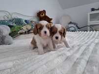Cavalier king Charles spaniel