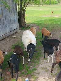 Owce mix dorper kamerun