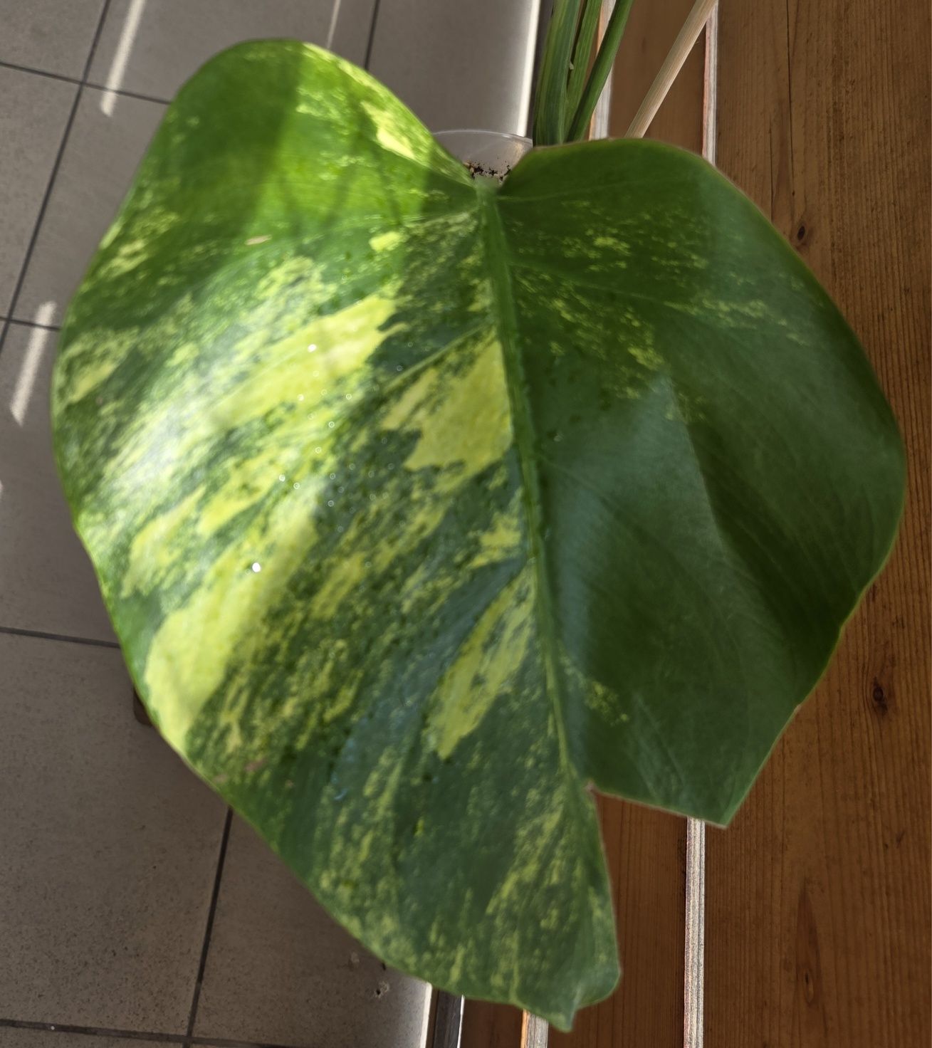 Monstera Aurea-Marmorata.