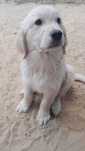Golden retriever ..suczka ...do odbioru