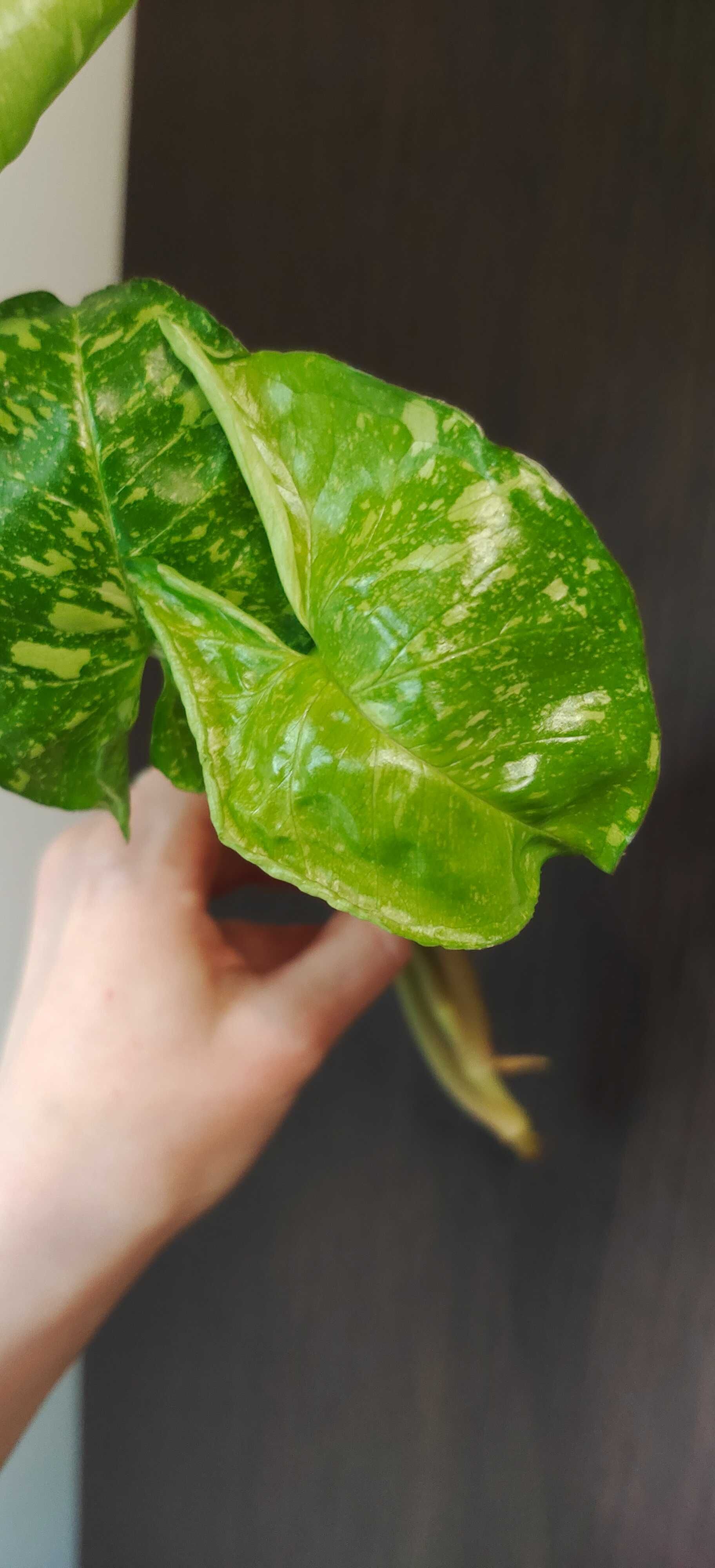 Syngonium Panda - piękne wybarwienie