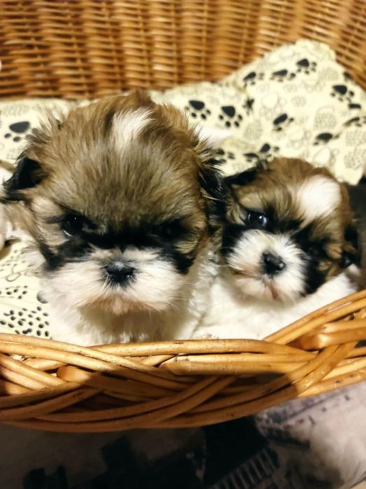 Shihtzu dziewczynka