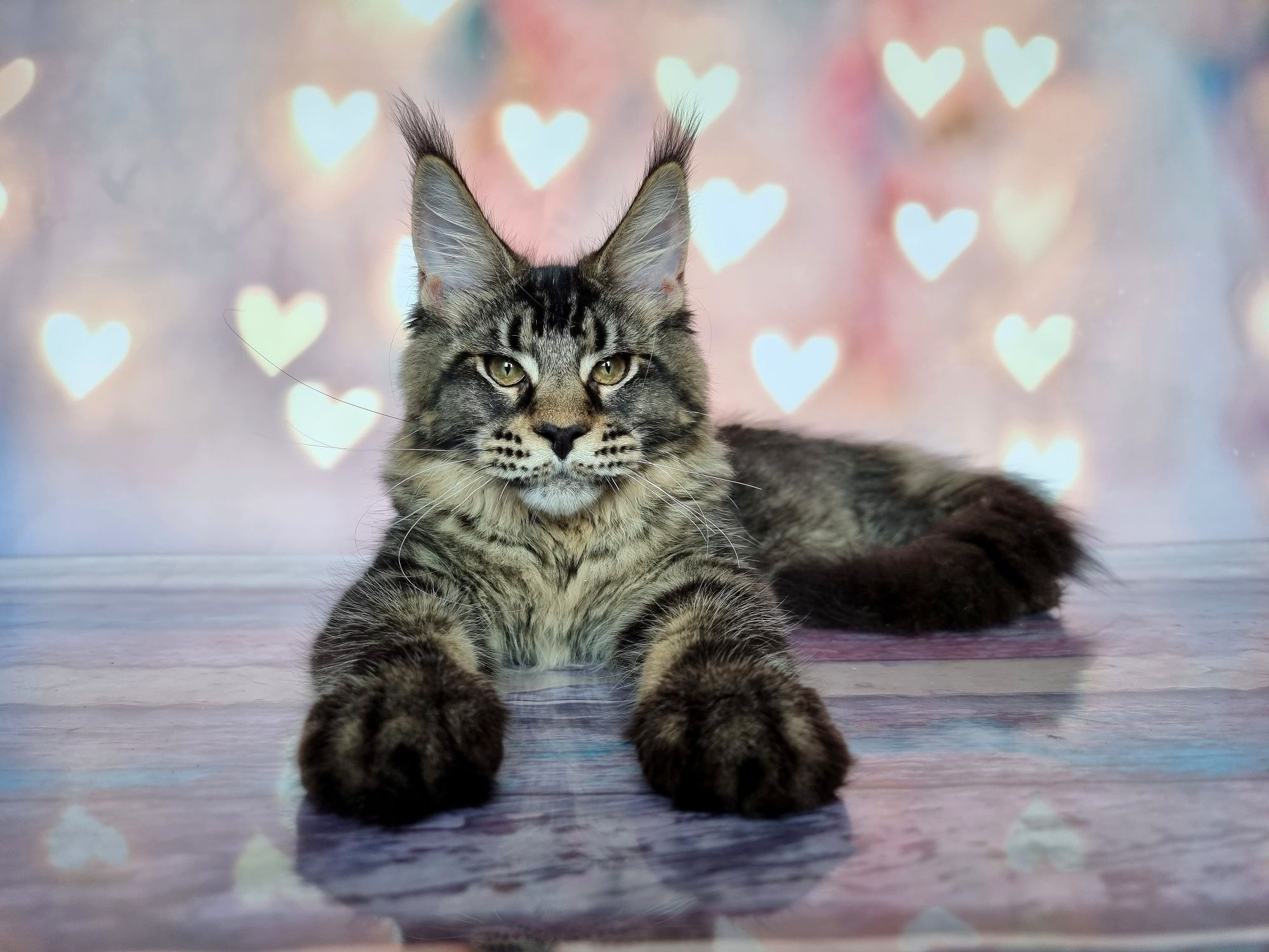 Милый котенок мейн-кун
