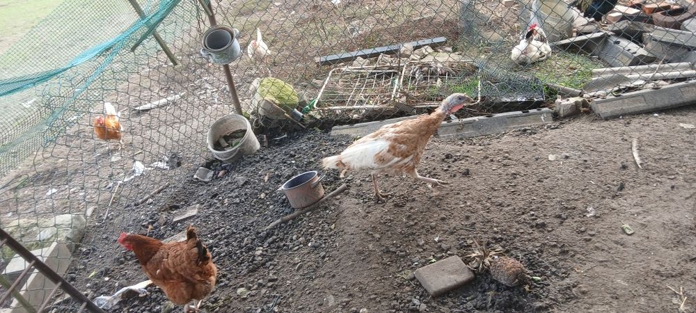 Sprzedam lub zamienię