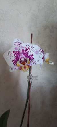 Орхидея Anmio Gentlemen