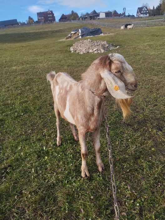 Sprzedam Capa 100% anglonubijski