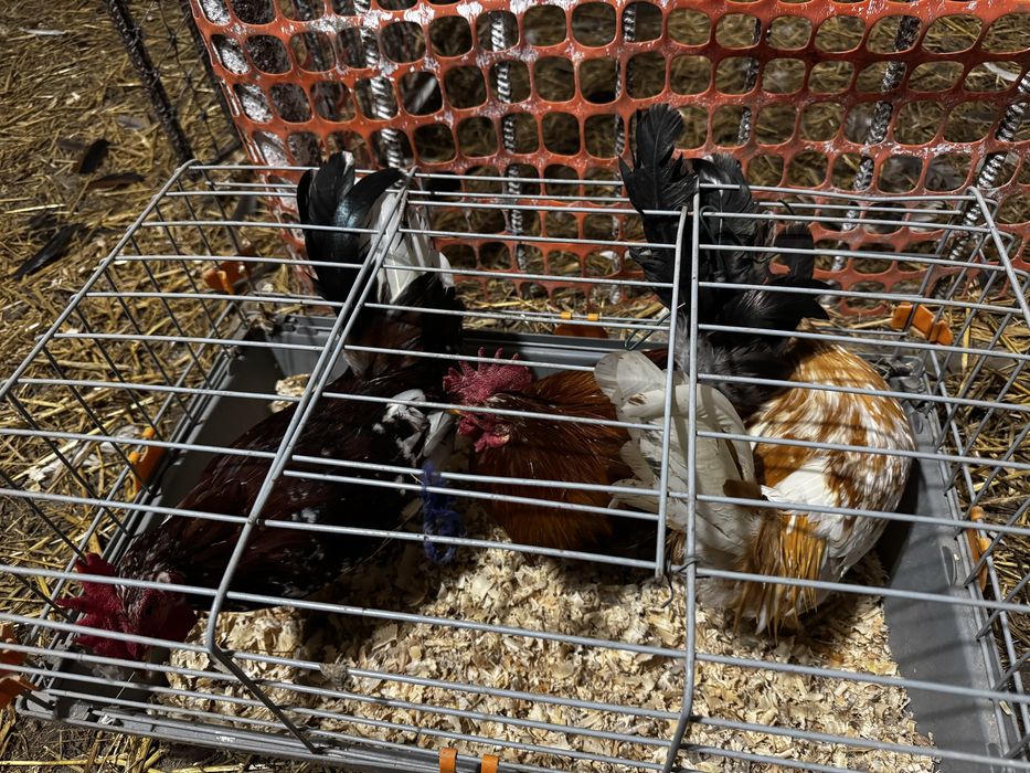 Koguty liliputki karzełki zagrodowe