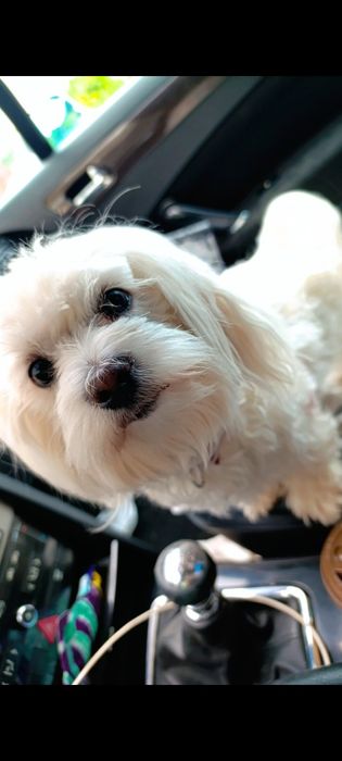 Piesek Maltańczyk z rodowodem