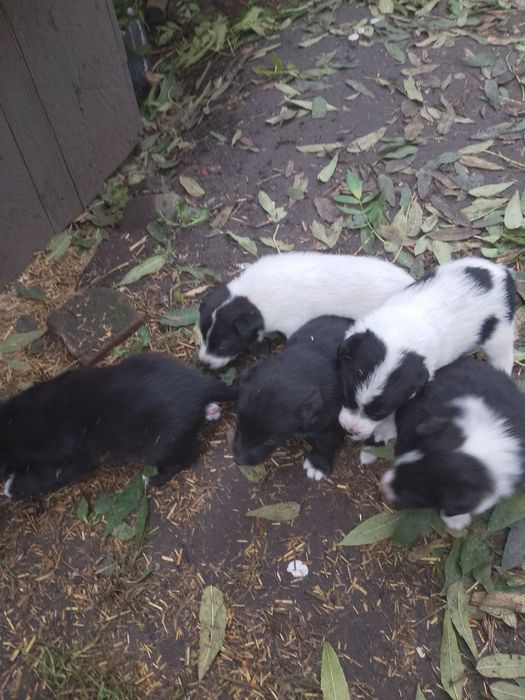 Śliczne, łaciate szczenięta do adopcji