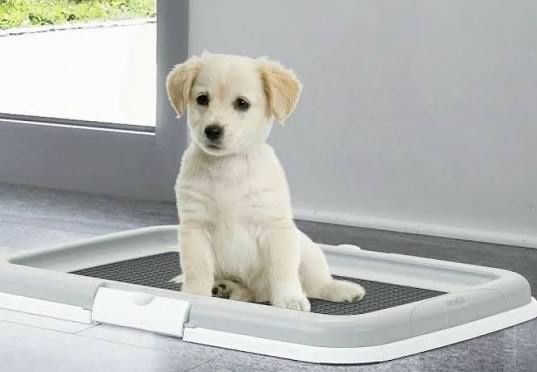Туалет для собак 50*60