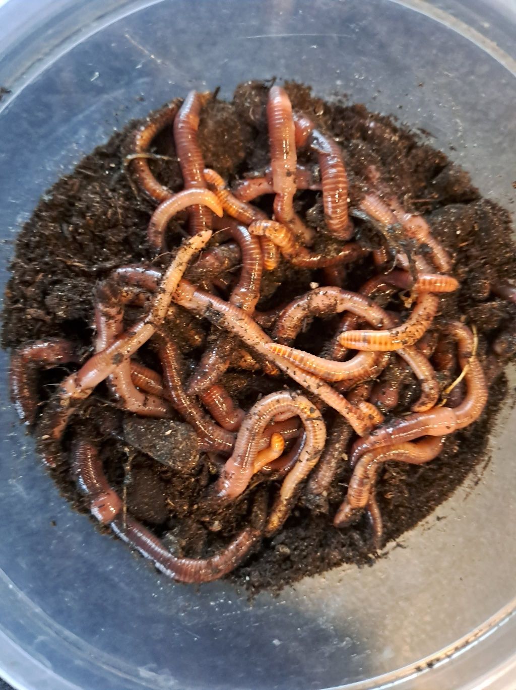 Robaki czerwone (dendrobena) 100g