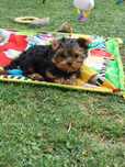 Yorkshire terrier piesk