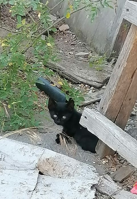 Дарю котят в добрые руки