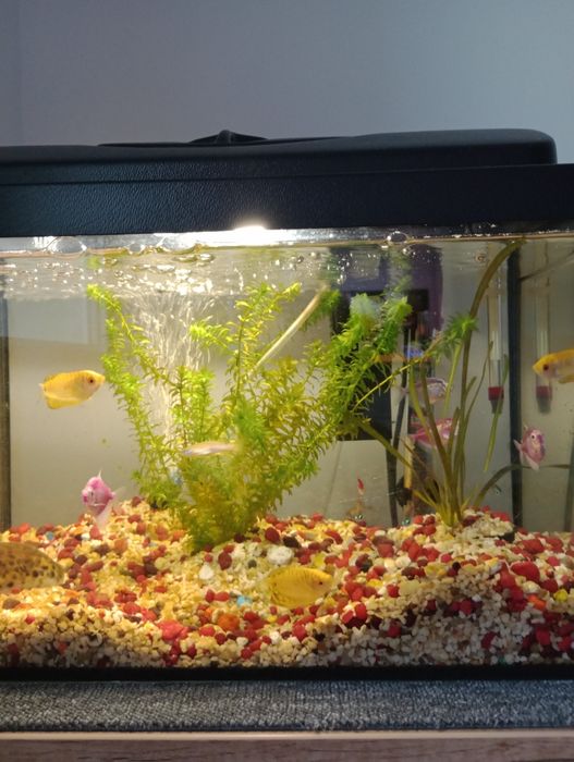 Sprzedam akwarium