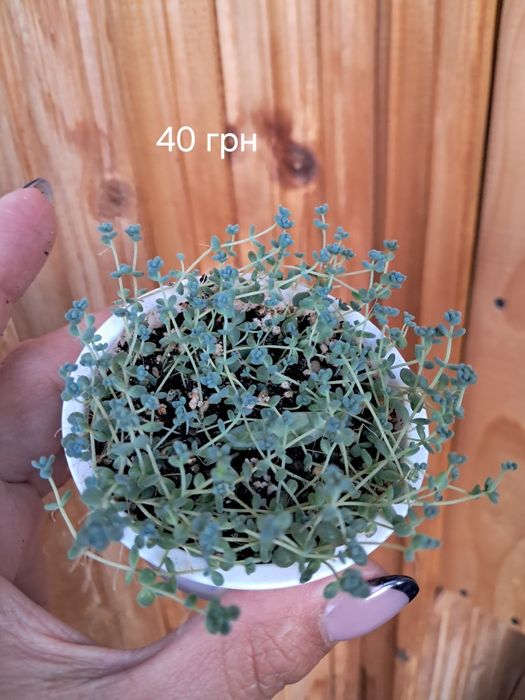 Продам різні сукуленти