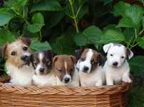 Jack Russell Terrier #SMARTIE JACKS# rodzice FCI/ ZKWP szorstki piesek