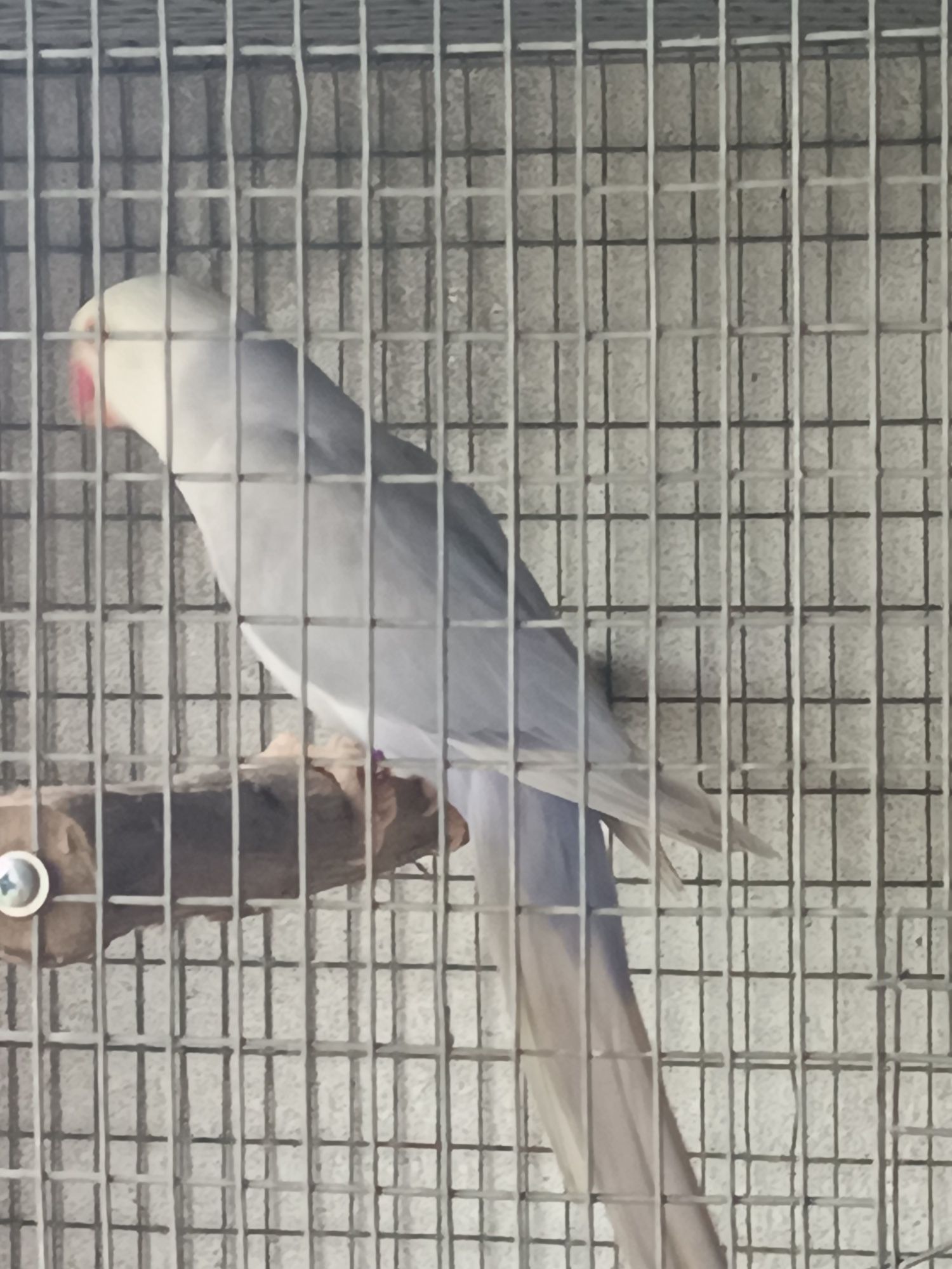 Ring neck femea violeta