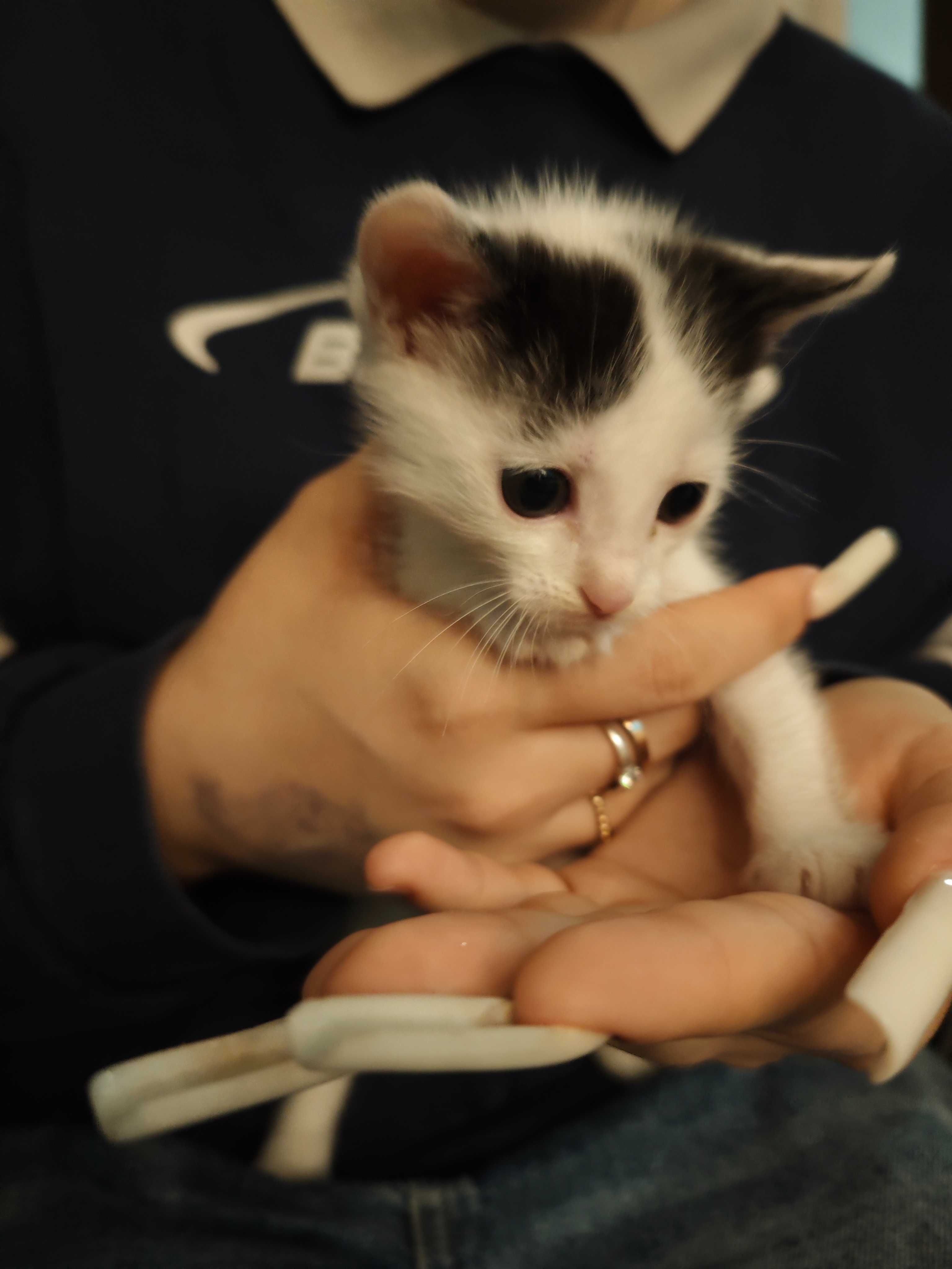 Віддам  безкоштовно гарненьке котеня