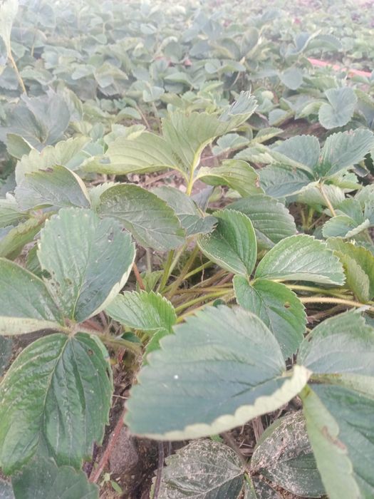 Sadzonki truskawek pęczek kopalne