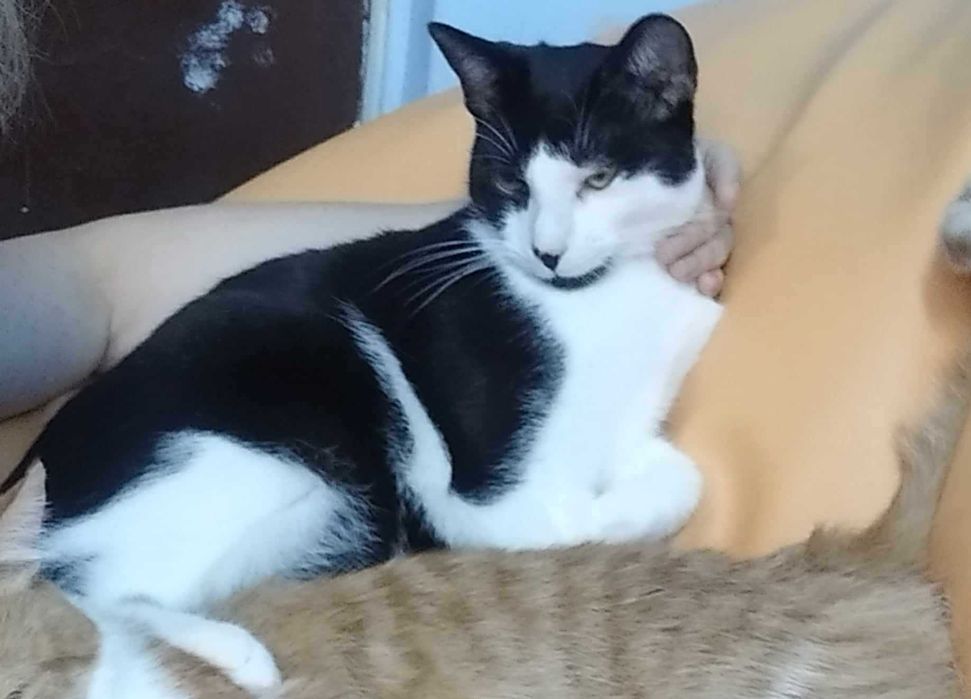 Pixel żywiołowy kotek