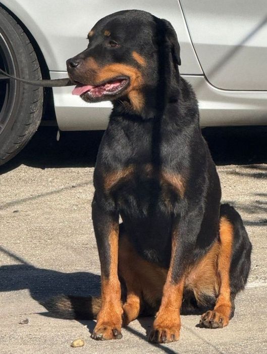 Rottweiler - adoção responsável