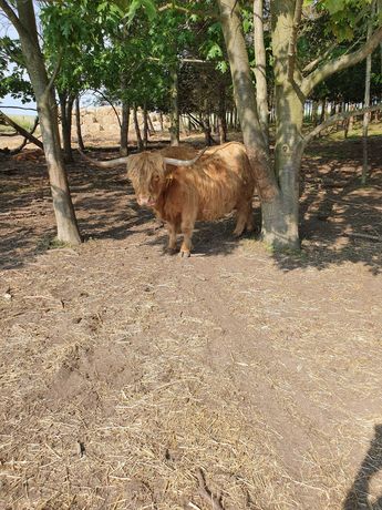 Sprzedam Bydło szkockie Highland Cattle