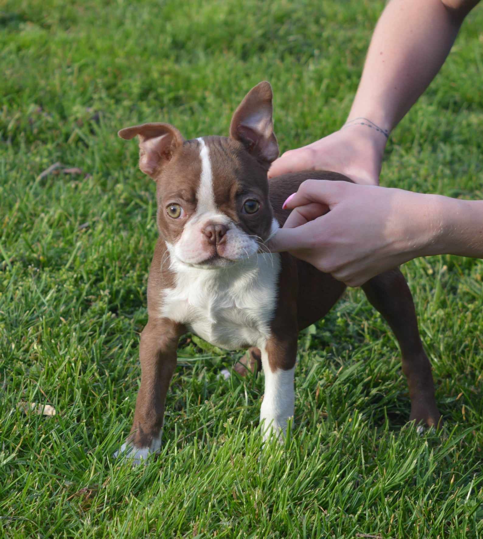 Boston Terrier suczka